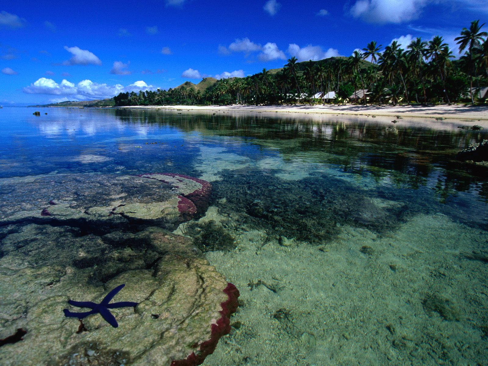 Starfish Along the Coral Coast Beach881636589